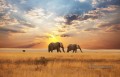 Éléphants Marcher sur automne prairie coucher soleil peinture de Art Art